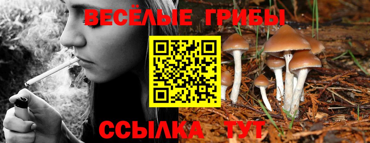 Егорьевск  Галлюциногенные грибы Psilocybe  Вход с VPN 